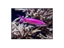 Pseudanthias tuka mâle
