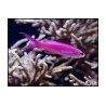 Pseudanthias tuka mâle
