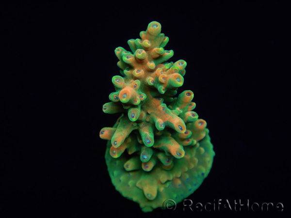 WYSIWYG RAH Acropora Zombie 5C1
