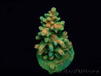 WYSIWYG RAH Acropora Zombie 5C1
