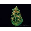 WYSIWYG RAH Acropora Zombie 5C1