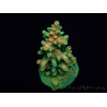 WYSIWYG RAH Acropora Zombie 5C1