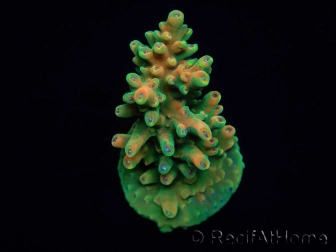 WYSIWYG RAH Acropora Zombie 5C1