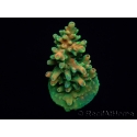 WYSIWYG RAH Acropora Zombie 5C1