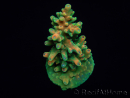 WYSIWYG RAH Acropora Zombie 5C1