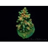 WYSIWYG RAH Acropora Zombie 5C1