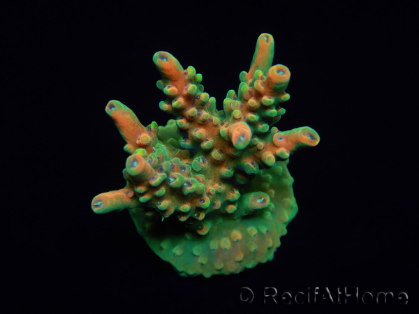 WYSIWYG RAH Acropora Zombie 5C2