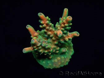 WYSIWYG RAH Acropora Zombie 5C2