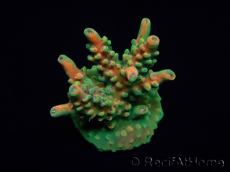 WYSIWYG RAH Acropora Zombie 5C2