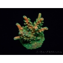 WYSIWYG RAH Acropora Zombie 5C2