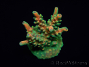 WYSIWYG RAH Acropora Zombie 5C2