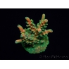 WYSIWYG RAH Acropora Zombie 5C2