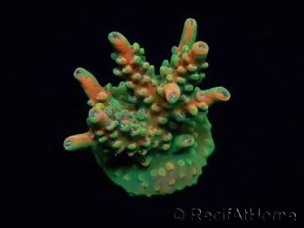 WYSIWYG RAH Acropora Zombie 5C2