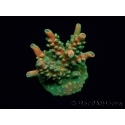 WYSIWYG RAH Acropora Zombie 5C2