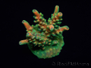 WYSIWYG RAH Acropora Zombie 5C2