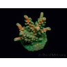 WYSIWYG RAH Acropora Zombie 5C2