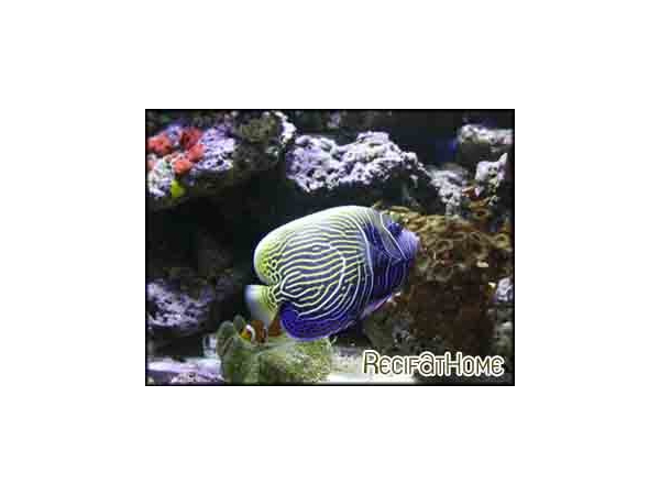 Pomacanthus imperator transit