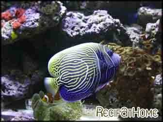 Pomacanthus imperator transit