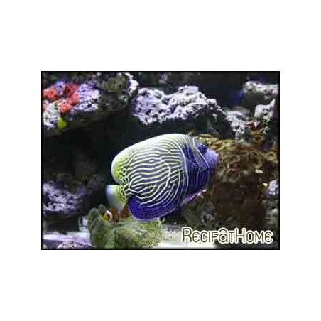 Pomacanthus imperator transit