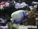 Pomacanthus imperator transit