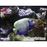 Pomacanthus imperator transit