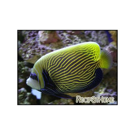 Pomacanthus imperator transit