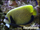 Pomacanthus imperator transit