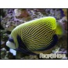 Pomacanthus imperator transit