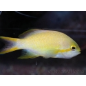 Pseudanthias hutchi femelle 