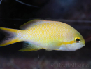 Pseudanthias hutchi femelle 