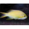 Pseudanthias hutchi femelle 