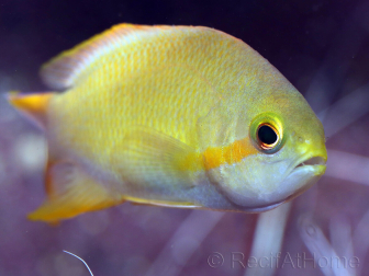 Pseudanthias hutchi femelle 