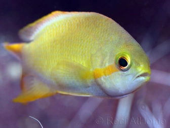 Pseudanthias hutchi femelle 