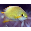 Pseudanthias hutchi femelle 