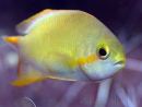 Pseudanthias hutchi femelle 