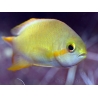 Pseudanthias hutchi femelle 