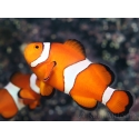 Amphiprion ocellaris couple adulte 5-7 cm poissons clowns élevage
