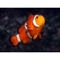 Amphiprion ocellaris couple adulte 5-7 cm poissons clowns élevage