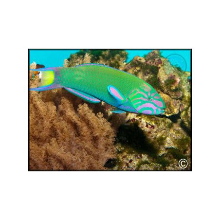 Thalassoma lunare