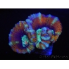 WYSIWYG Australophyllia wilsoni 12 (4.5 cm)