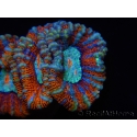 WYSIWYG Australophyllia wilsoni 13 (4 cm)