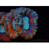 WYSIWYG Australophyllia wilsoni 13 (4 cm)