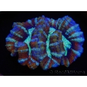 WYSIWYG Australophyllia wilsoni 14 (4 cm)