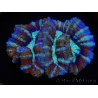 WYSIWYG Australophyllia wilsoni 14 (4 cm)