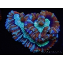 WYSIWYG Australophyllia wilsoni 15 (4.5 cm)