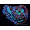 WYSIWYG Australophyllia wilsoni 15 (4.5 cm)