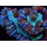 WYSIWYG Australophyllia wilsoni 15 (4.5 cm)