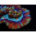 WYSIWYG Australophyllia wilsoni 19 (5 cm)