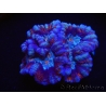 WYSIWYG Australophyllia wilsoni 20 (4.5 cm)