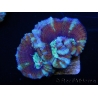 WYSIWYG Australophyllia wilsoni 12 (4.5 cm)